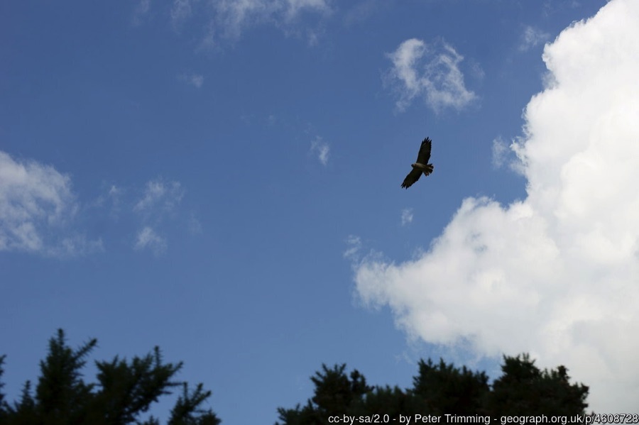Buzzard flying in blue sky